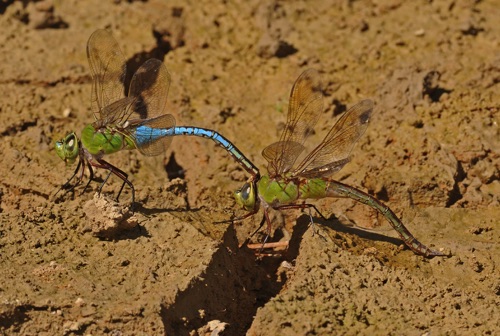 Pair with ovipositing female
5 Sept 2010  Floyd